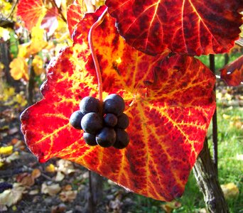 Autumn ripe grape colorful vine leaves
