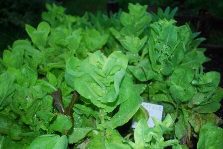 Gardening dirt fertile