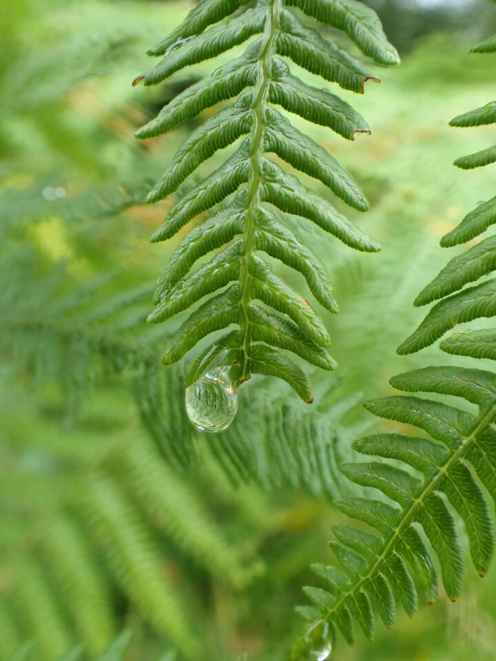 Leaves green wet