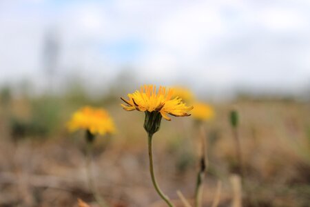 Daisy spring green