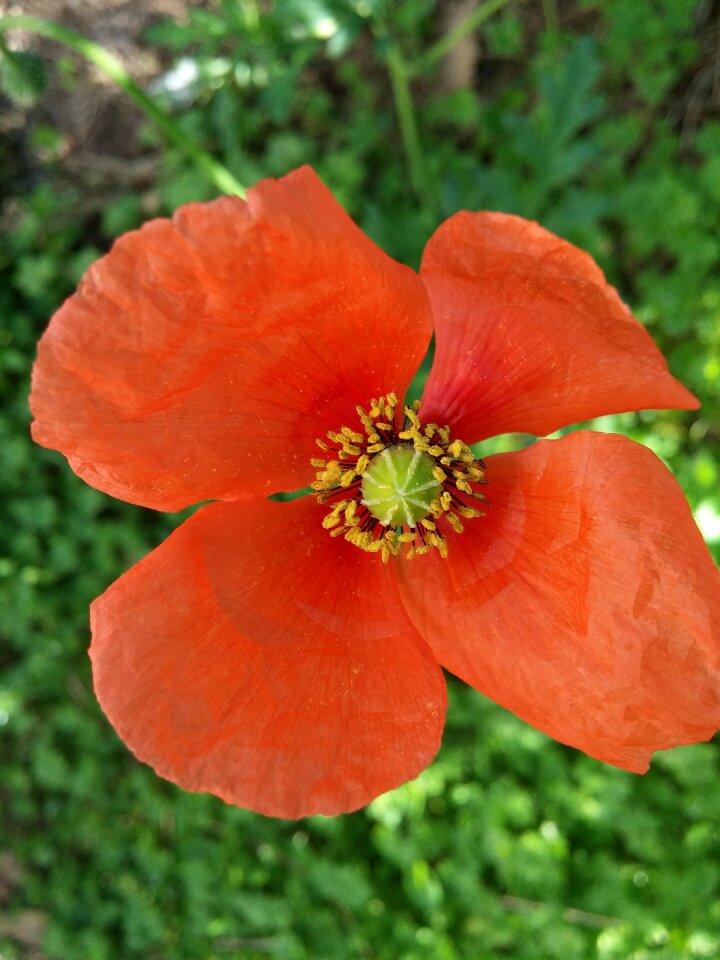 Poppy flower spring orange