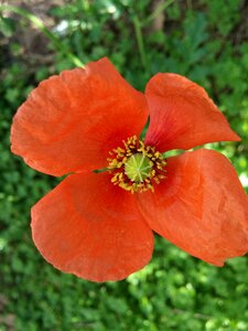 Poppy flower spring orange