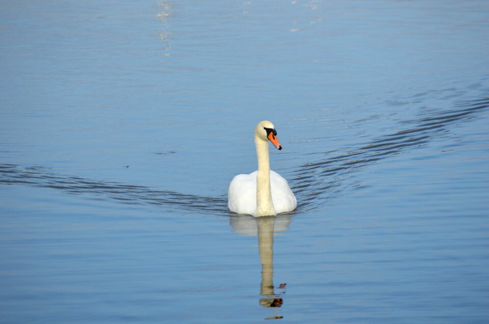 Bird nature water
