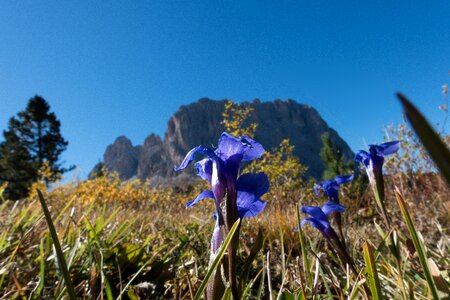 Dolomites blue blossom photo