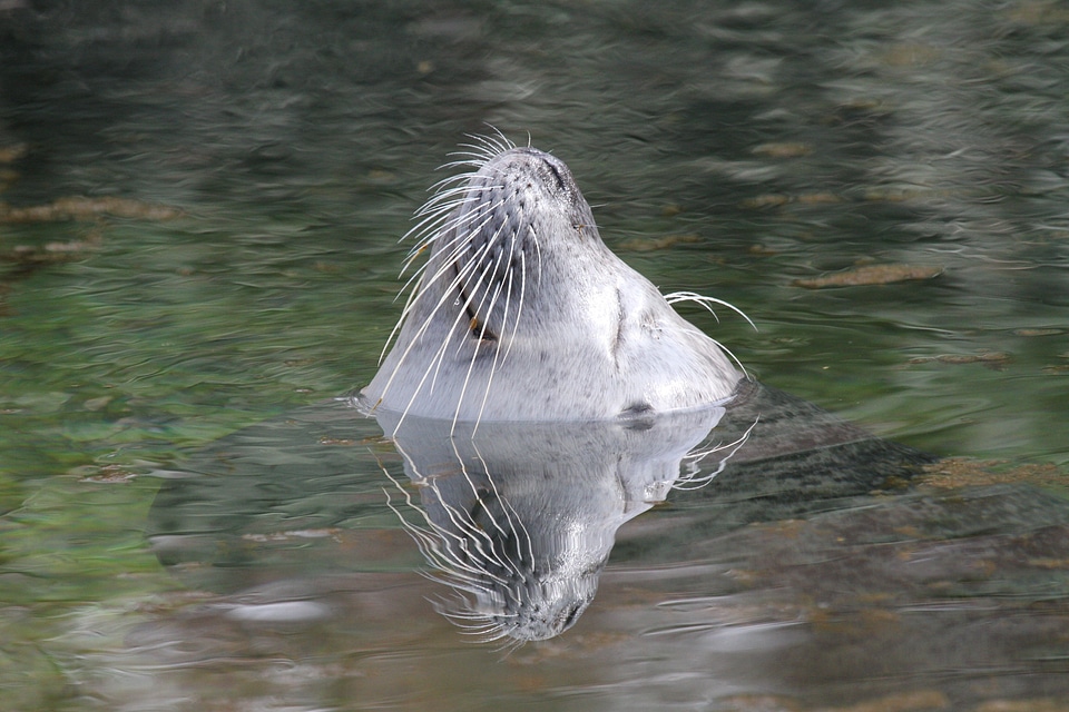 Head wet animal world