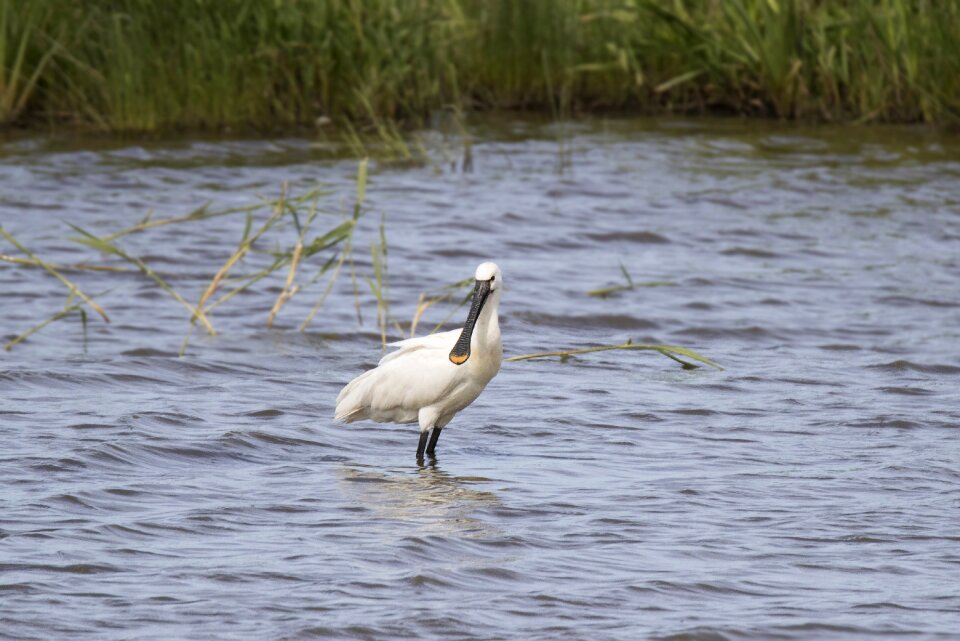 Natural wader leucorodia