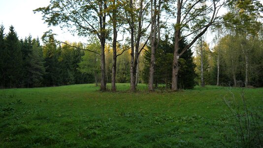 Summer woods park