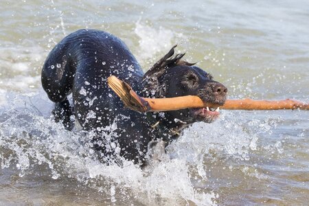 Spatter play stick