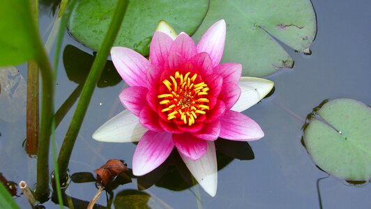 Pink waterlily pond