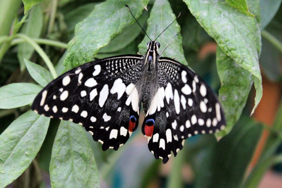 Insect color