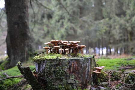 Autumn tree mushroom photo