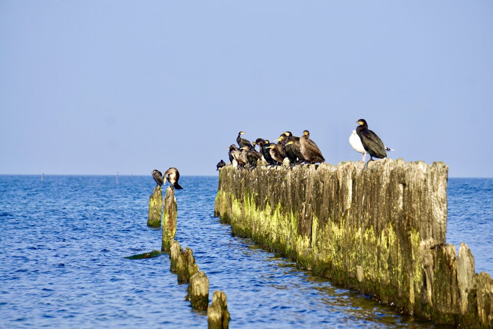 Sea birds waterfowl baltic sea
