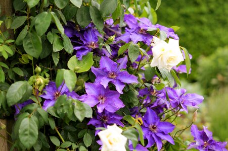 Nature plant bush