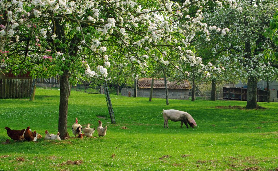 Spring field apple