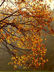 Foliage scenically autumn gold photo