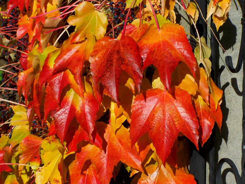 Wild grapes autumn leaves autumn colors