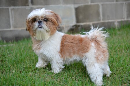 Grass hairy domestic animals