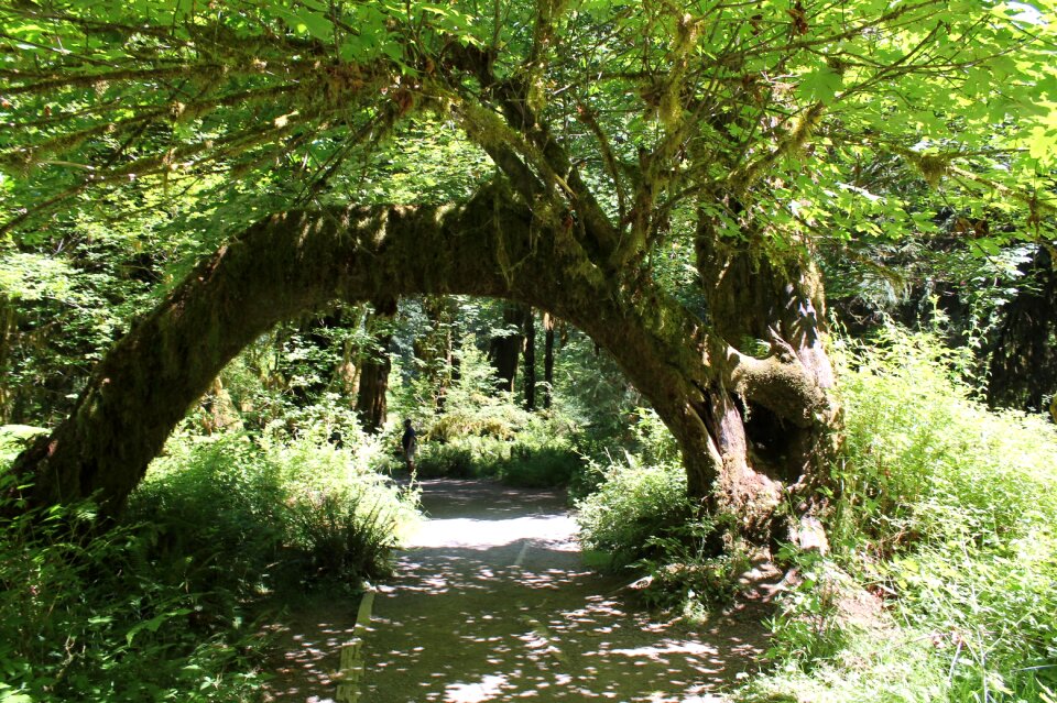 Path green green path