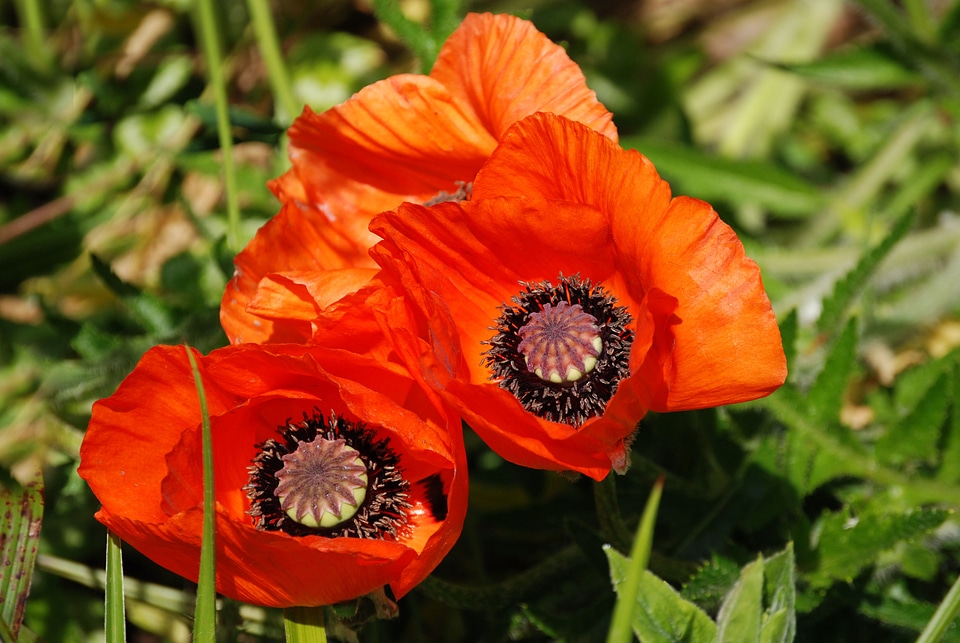 Papaver rhoeas nature field