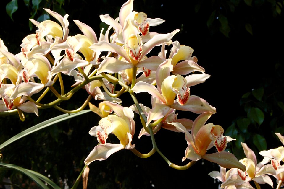 Spring nature plant