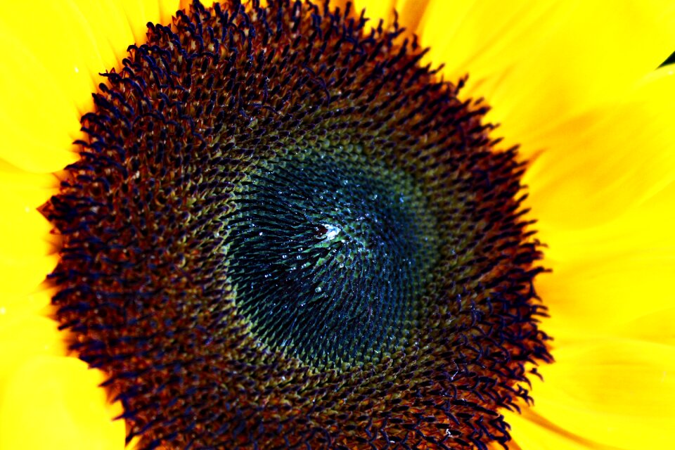 Flower plant summer