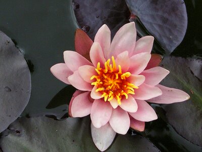 Pink waterlily pond