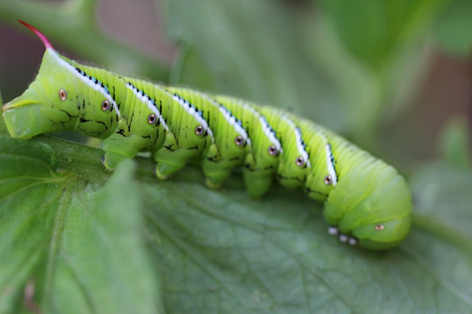Symmetry insect garden