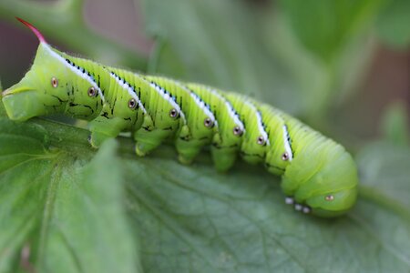 Symmetry insect garden