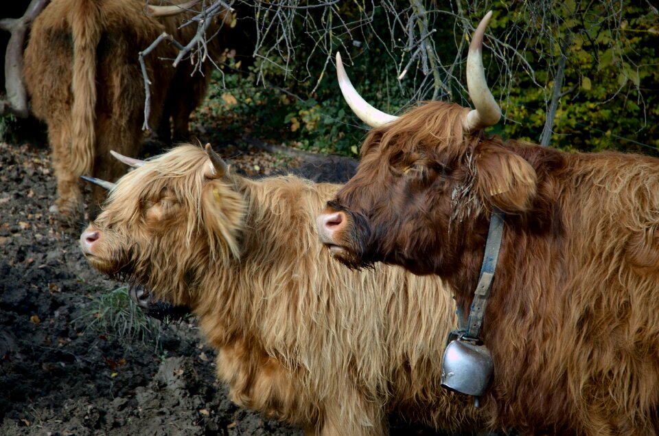 Shaggy horns scottish hochlandrind