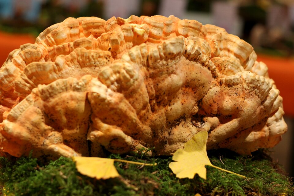 Laetiporus sulfureus 2nd side nature