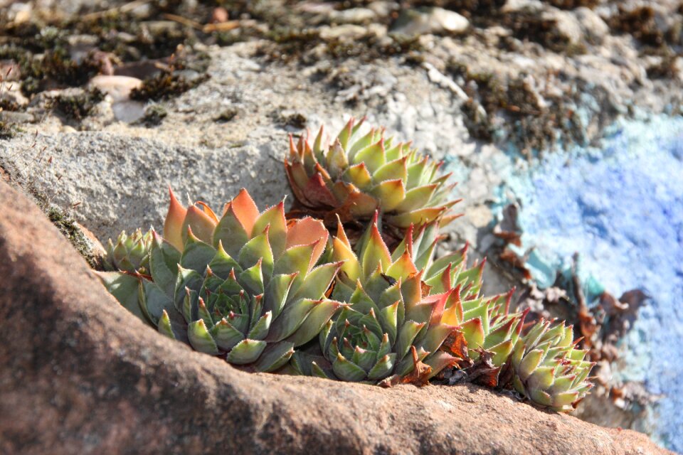 Stones stone garden mediterranean