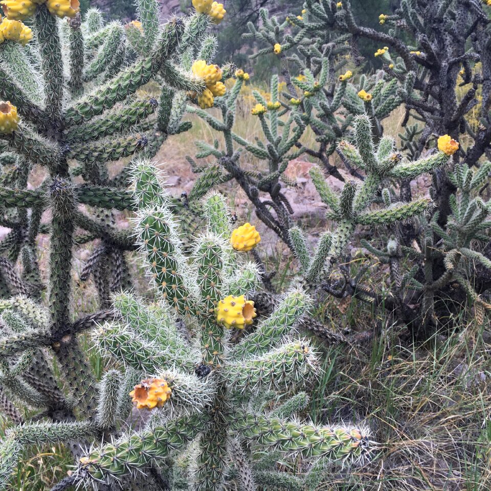 Desert cacti plant