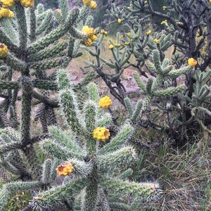 Desert cacti plant photo