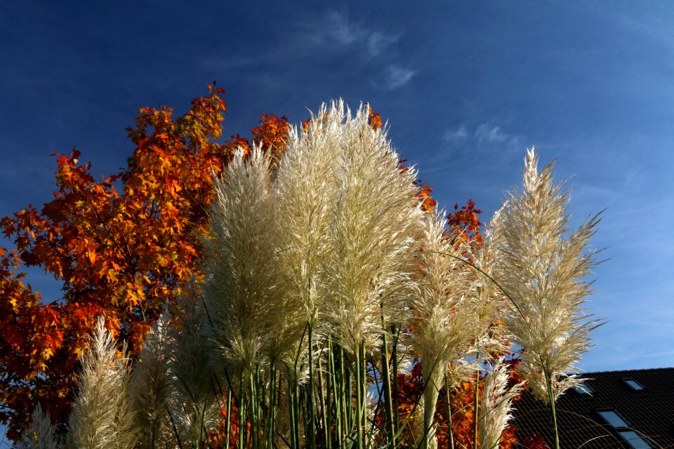 Autumn close up grass