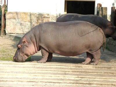 Hippopotamus zoo budapest