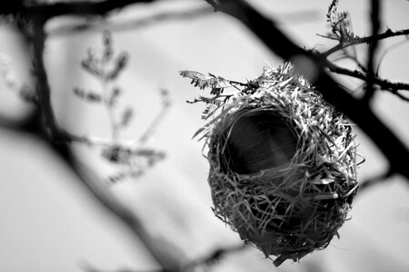 Nature home