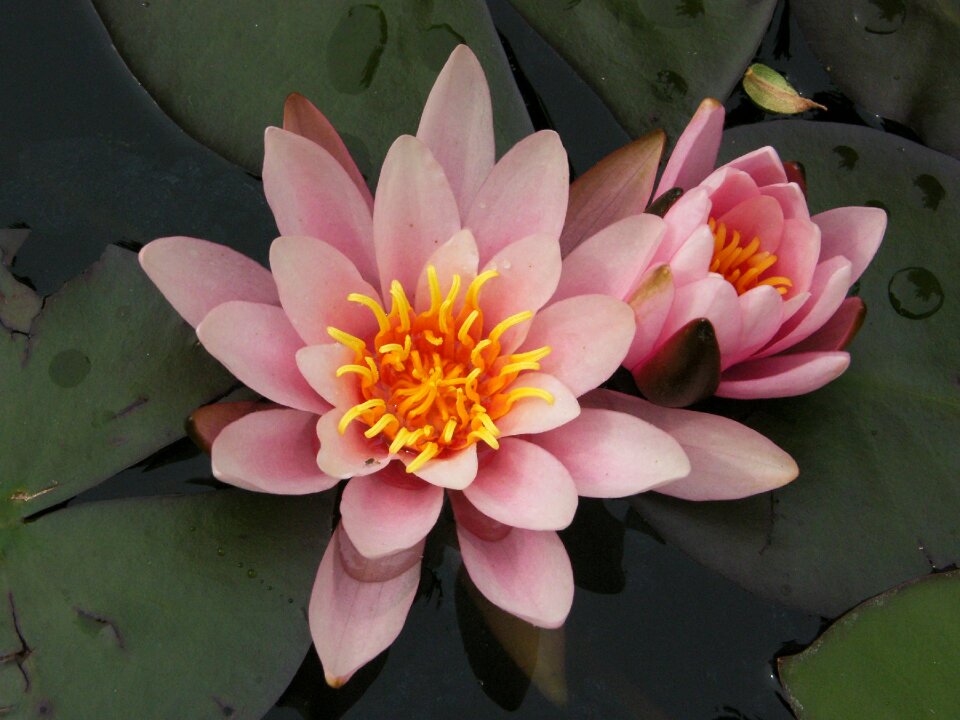Pink waterlily pond
