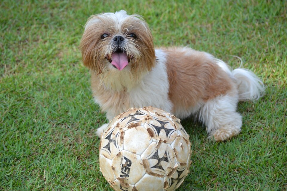 Grass dog domestic animals