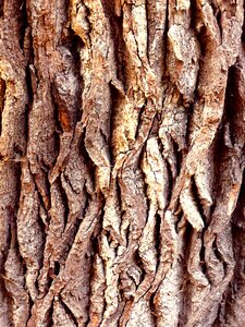 Brown log bark