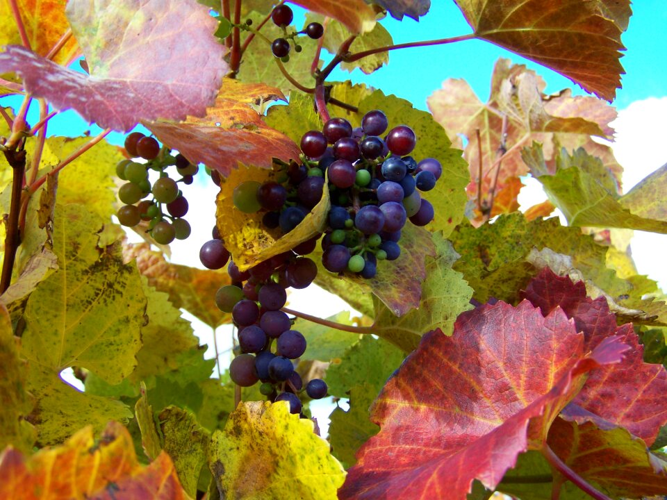 Autumn ripe grape vineyard