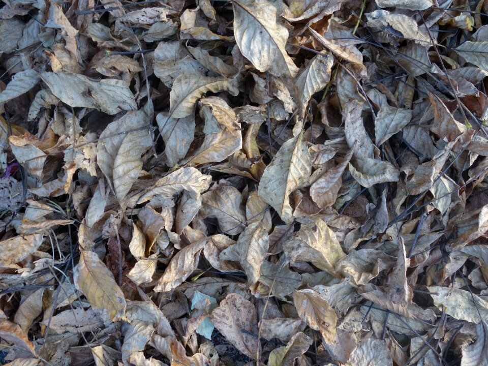 Fall foliage pattern texture