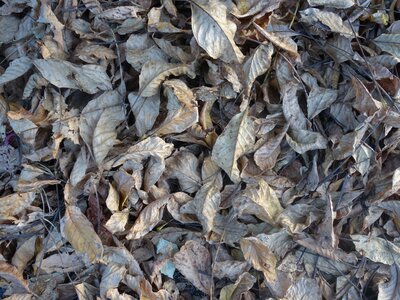 Fall foliage pattern texture