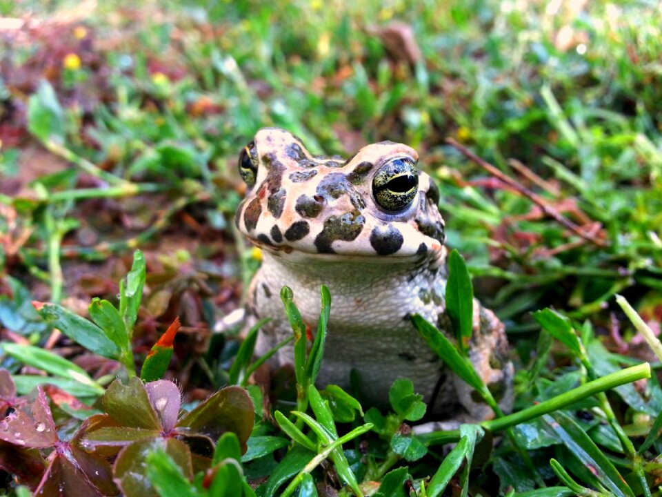 Amphibians toad green