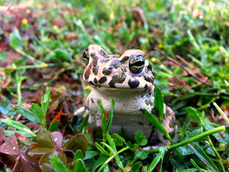 Amphibians toad green photo