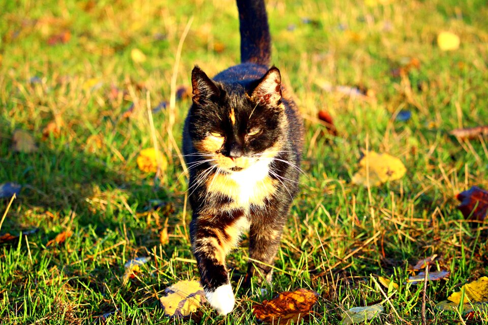 Lucky cat autumn fall foliage