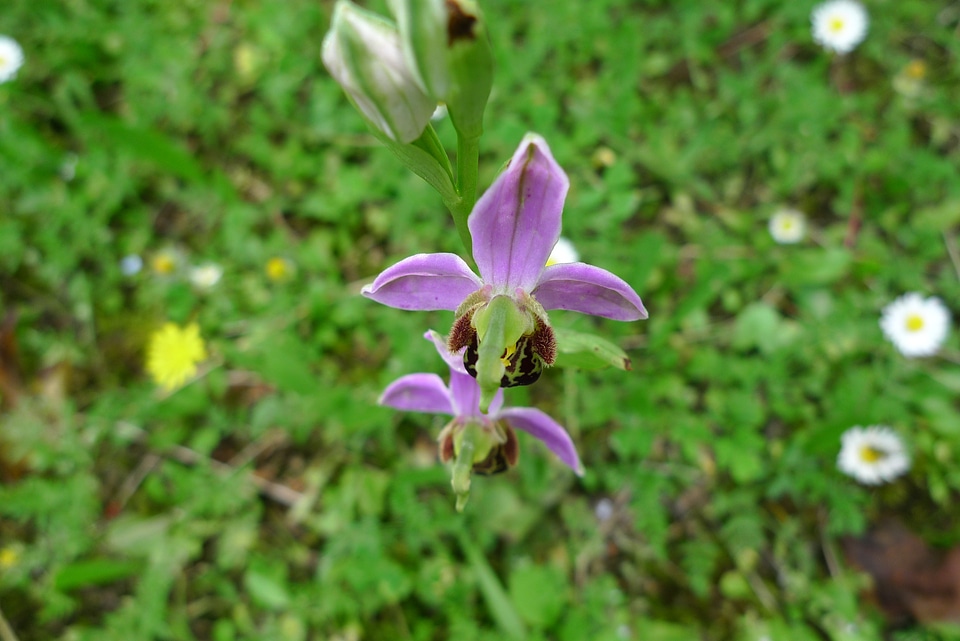 Orchid wild flower photo