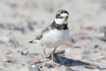 Wader beach hiaticula