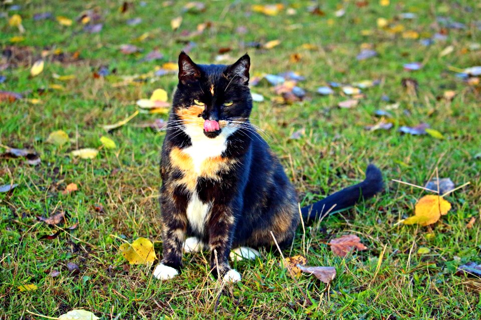 Kitten three coloured domestic cat