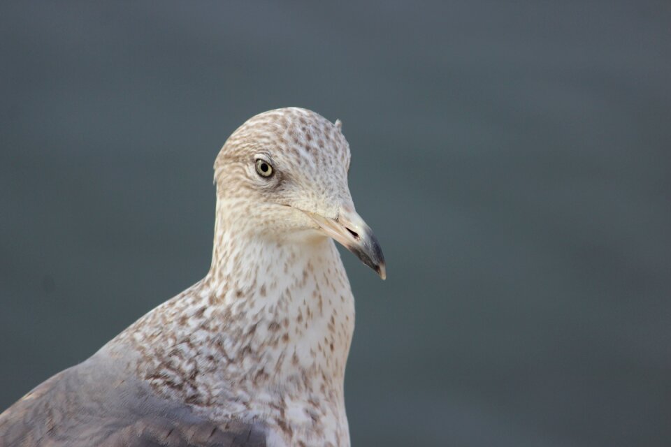 Sea bird ave look