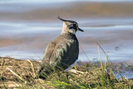 Bird wader vanellus